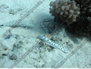 Spotted Snake Eel Ophichthidae 1